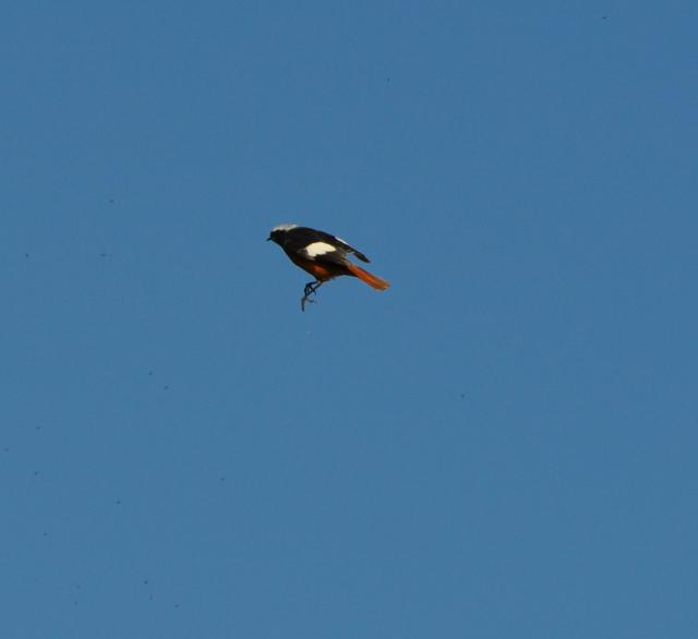 white winged redstart